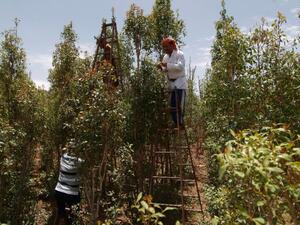 A Yemeni man harvests Qat, a mild drug used daily by many Yemenis. (AFP/File)