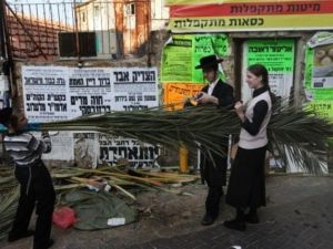 يهود متشددون يحملون سعف نخيل استعدادا لعيد المظال في القدس
