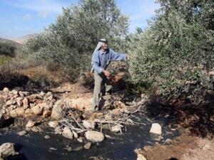 فلسطيني يتفقد اشجاره التالفة بقرية دير الحطب