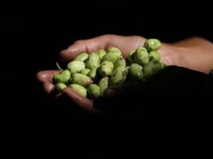 فتى فلسطيني يحمل حبوب زيتون قطفها للتو في غزة
