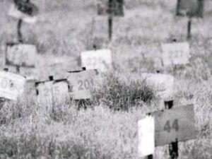 الحاخام العسكري "رافي بيرتس" بدأ بتحديد مكان دفن الجثث في شمال وادي الأردن