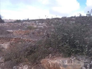 مستوطنو مستوطنة "بروخين" المقامة على أراضي بلدة بروقين يقطعون عشرات أشجار الزيتون 