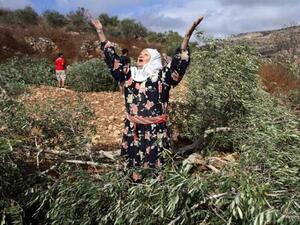 تدمير أشجار وممتلكات زراعية للفلسطينيين / أرشيفية