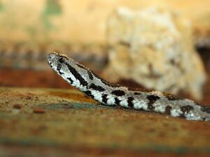 A Palestinian viper. (Shutterstock)