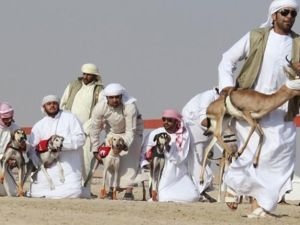 Emirati breeders prepare to release their Saluki dogs during the first Arab Heritage Saluki Race Festival in Zayed City in the United Arab Emirates&#039; western Gharbia desert on Christmas Day 2010.  Some expats seem to find Saudi Arabia a difficult place to understand...