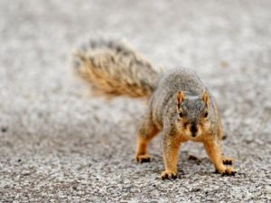 It is not know whether the squirrel and the parrot survived the incident. 