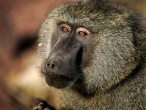 The one-year-old female baboon was brought to the farm by an Iranian who found her in a crippled condition at a farm in Al Ruwaiya