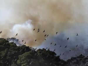 Birds fly away from flames in the village of Ussafiya in Haifa's Carmel Forest on December 4, 2010 