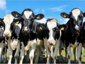 German cattle. (File photo)