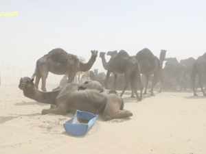 The blockade has forced many Qatari farm owners, who keep their cattle in Saudi Arabia during winter months for grazing and breeding, to try to shift the animals back across the border. (video courtesy of TheNewArab) 