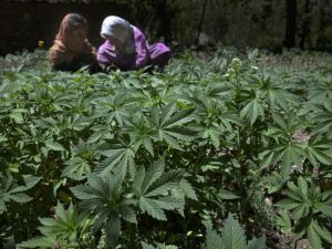 Just another stroll in the cannabis field.