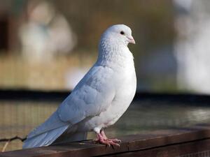 Even this white dove thinks it's funny. (Image source: "betsisthreelittlebirds.blogspot.com")