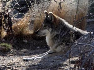 Saudi boy hero saves family from wild wolf. (Image source: "yogoyo.com")