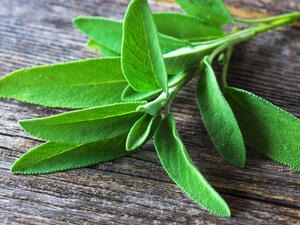 تنمو هذه العشبة في معظم المناطق حول العالم