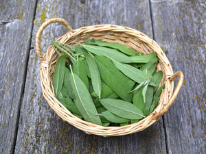 الميرميّة تقوي العضلات، والأعصاب، وبشكل خاص عند الرياضيين
 الميرميّة تقوي العضلات، والأعصاب، وبشكل خاص عند الرياضيين