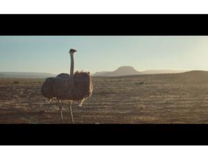 إعلان النعامة والذي حاز على جوائز من Cannes Lions وThe Clio و D&AD، يضم نعامة تتعلم الطيران بعد وضع نظارة سامسونج Gear VR للواقع الافتراضي وتشغيل المحاكي الافتراضي للطيران. 