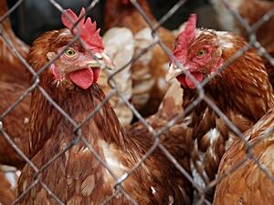 The US bird flu outbreak is believed to have begun on March 1. (Pixabay)
