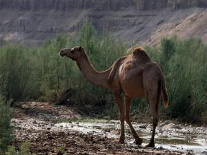 For Illustrative Purposes (AFP PHOTO / AWAD AWAD)