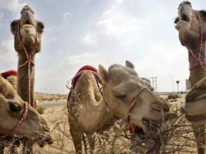 Camel crossings cause dozens of auto accidents in the Middle East region annually. [thenational]
