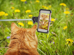 Selfies with cats, dogs, wolves, Snapchat filters, photography in general, and Pokemon cards, are all among things banned by Saudi religious figures. (Shutterstock)