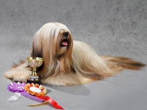 It's not clear whether dogs who have already been awarded prizes will get to keep their trophies and ribbons. (Shutterstock)