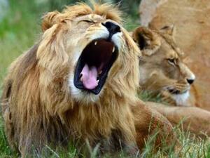 Lion attacked a young girl in Saudi Arabia during 'Jeddah Spring' Festival. (AFP/ File Photo)