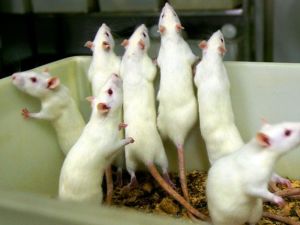 Gaddafi's 'mice' , 'rats,' 'cockroaches' as he fondly calls his rebellious people, may still have a chance of getting rid of the bane of their existence, The Colonel.