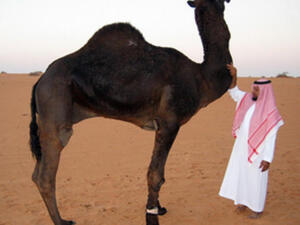 The UAE resident who died of a new SARS-related diease passed away just days after treating a camel for a disease, on of the doctors who treated him has confirmed. (File photo / Al Bawaba)