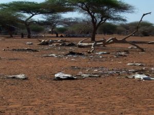  السبب الرئيسي للجفاف، يعود إلى عدم هطول الأمطار الموسمية لمدة ثلاث سنوات