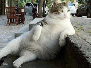 Tombili, the cat made famous for posing casually on some steps in Istanbul, has died. (Twitter)