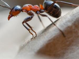 Watch out for the killer ant  (AFP/ File Photo)