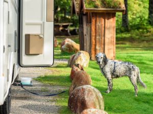 A dog spotted tied to the back of a moving semi truck. (Shutterstock/ File Photo)