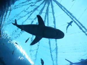 (Shutterstock/ File Photo)