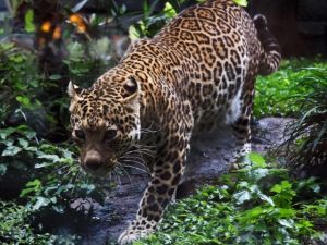 A leopard attacked a German couple in their camper van. (AFP/ File Photo)