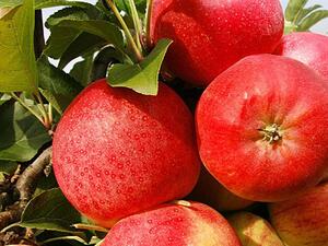 The forbidden fruit  for one U.S. customs officer. (Shutterstock/ File Photo)