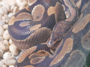 (Shutterstock/ File Photo)