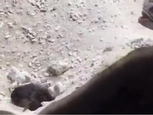 سمكتين اثناء المشاجرة