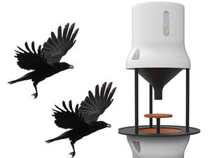 غربان عمال نظافة