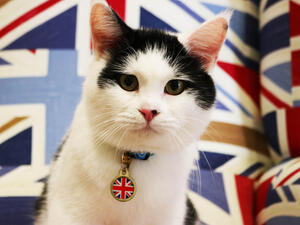 القط وعلم بريطانيا على صدره