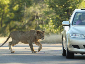 A passerby in an upmarket Kuwaiti suburb captured a roaming lion today (Getty image for illustrative purposes)