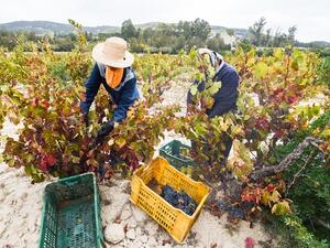 Tunisian women harvest grapes in the wine-producing region of Grombalia as the country looks to branch out into wine tourism. (AFP/ Fethi Belaid) 