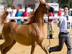 خيل عربي مشارك