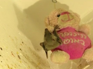 The Tel Aviv woman has over 70 Egyptian fruit bats in her apartment. (Screenshot)