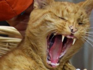 القط المتهم بالاعتداء على كلاب