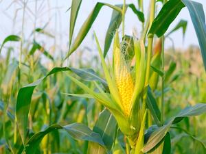Saudi Arabia has nearly doubled its purchases of US corn this year. (Shutterstock)