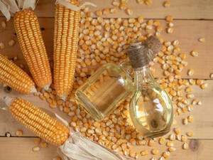 يقوم زيت الذرة بالمحافظة على بصيلات الشعر

