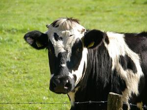 A Qatari businessman will fly 4,000 cows to the Gulf desert to fill the void left by a collapse in the supply of fresh milk amid the recent blockade. (Pixabay)