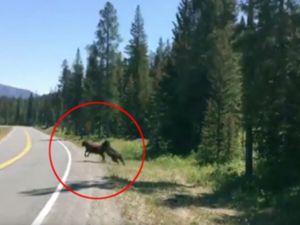 فيديو مثير.. دب جائع يفترس بقرة شاردة في أمريكا 