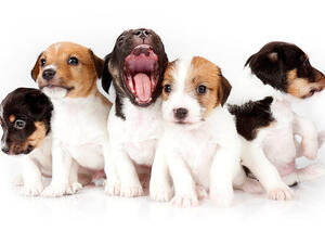 The cutest problem. (Shutterstock)