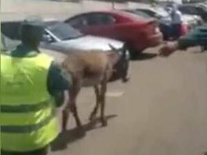 صورة من مقطع فيديو للحمار في ساحة اصطفاف السيارات في مطار القاهرة